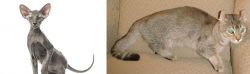 Peterbald vs Jaguarundi Curl - Breed Comparison