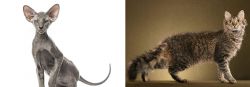 Peterbald vs LaPerm - Breed Comparison
