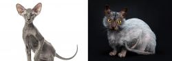 Peterbald vs Lykoi - Breed Comparison