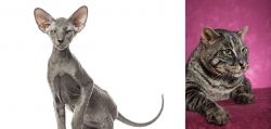 Peterbald vs Machbagral - Breed Comparison