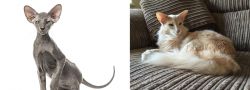 Peterbald vs Oriental Longhair - Breed Comparison