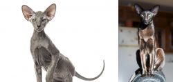 Peterbald vs Oriental Shorthair - Breed Comparison