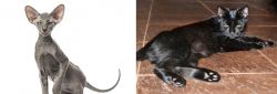 Peterbald vs Pantherette - Breed Comparison
