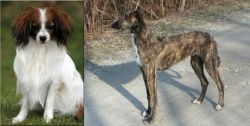 Phalene vs American Staghound - Breed Comparison