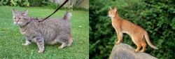 Pixie-bob vs Abyssinian - Breed Comparison