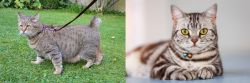 Pixie-bob vs American Shorthair - Breed Comparison