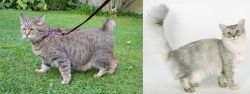 Pixie-bob vs Asian Semi-Longhair - Breed Comparison