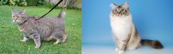 Pixie-bob vs Birman - Breed Comparison