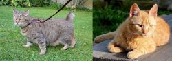 Pixie-bob vs Brazilian Shorthair - Breed Comparison