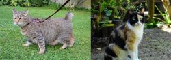 Pixie-bob vs Calico - Breed Comparison