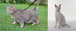 Pixie-bob vs Cornish Rex - Breed Comparison