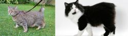Pixie-bob vs Cymric - Breed Comparison