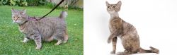 Pixie-bob vs Devon Rex - Breed Comparison
