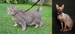 Pixie-bob vs Don Sphynx - Breed Comparison