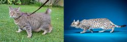 Pixie-bob vs Egyptian Mau - Breed Comparison