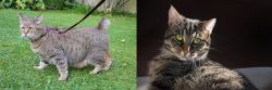 Pixie-bob vs European Shorthair - Breed Comparison