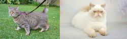 Pixie-bob vs Exotic Shorthair - Breed Comparison