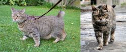 Pixie-bob vs Farm Cat - Breed Comparison