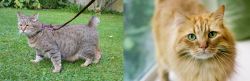 Pixie-bob vs Ginger Tabby - Breed Comparison