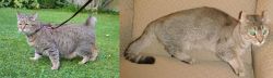 Pixie-bob vs Jaguarundi Curl - Breed Comparison