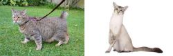 Pixie-bob vs Javanese - Breed Comparison