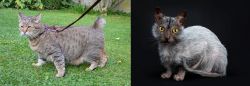 Pixie-bob vs Lykoi - Breed Comparison