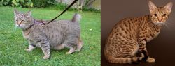 Pixie-bob vs Ocicat - Breed Comparison