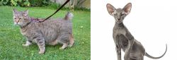 Pixie-bob vs Peterbald - Breed Comparison