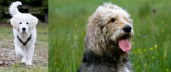 Polish Tatra Sheepdog vs Otterhound - Breed Comparison