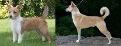 Portuguese Podengo vs Canaan Dog - Breed Comparison