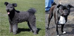 Pumi vs Bugg - Breed Comparison