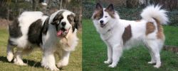 Pyrenean Mastiff vs Elo - Breed Comparison