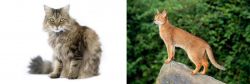 Ragamuffin vs Abyssinian - Breed Comparison