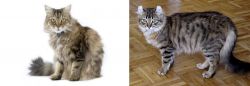 Ragamuffin vs American Curl - Breed Comparison