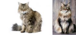 Ragamuffin vs American Longhair - Breed Comparison