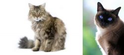 Ragamuffin vs Applehead Siamese - Breed Comparison