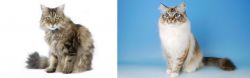 Ragamuffin vs Birman - Breed Comparison