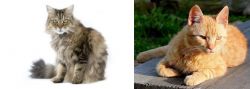 Ragamuffin vs Brazilian Shorthair - Breed Comparison