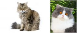 Ragamuffin vs British Longhair - Breed Comparison