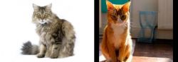 Ragamuffin vs Chausie - Breed Comparison