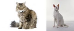 Ragamuffin vs Cornish Rex - Breed Comparison