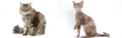 Ragamuffin vs Devon Rex - Breed Comparison
