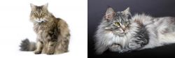 Ragamuffin vs Domestic Longhaired Cat - Breed Comparison