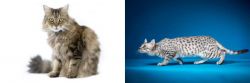 Ragamuffin vs Egyptian Mau - Breed Comparison