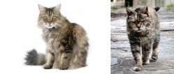 Ragamuffin vs Farm Cat - Breed Comparison