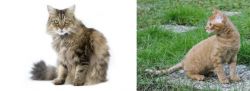 Ragamuffin vs German Rex - Breed Comparison