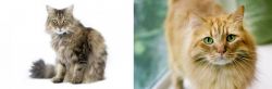Ragamuffin vs Ginger Tabby - Breed Comparison