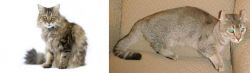 Ragamuffin vs Jaguarundi Curl - Breed Comparison