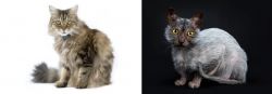 Ragamuffin vs Lykoi - Breed Comparison