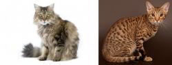 Ragamuffin vs Ocicat - Breed Comparison